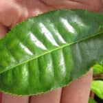 michigan_grown_tea_02