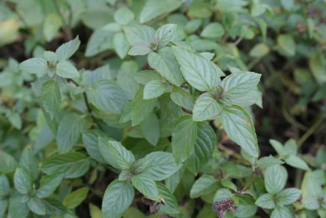 mint growing in chicago