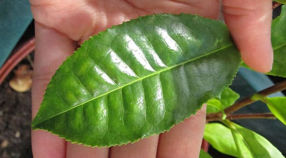 michigan_grown_tea_02